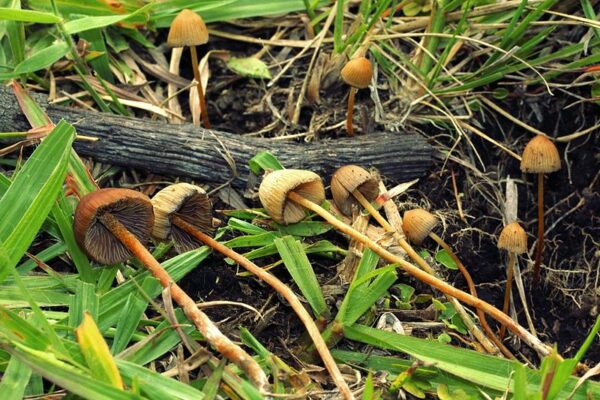 Psilocybe Mexicana Mushrooms For Sale