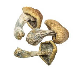 Dried Shrooms