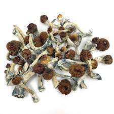 Buy Penis envy mushroom - 1 oz Australia