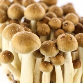 Buy Golden Teacher New South Wales (Australia)